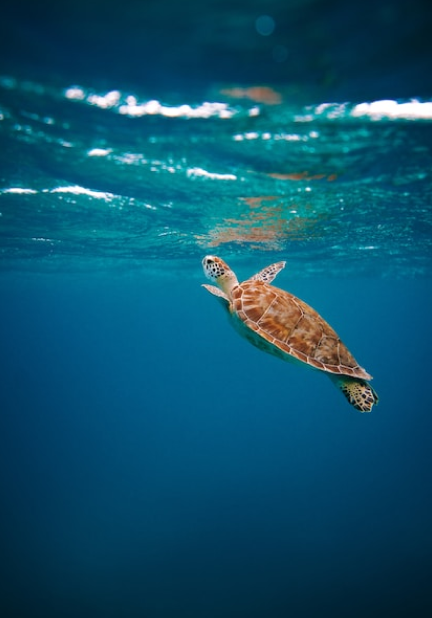 Imagen del taller - El cuento de la tortuga Huga