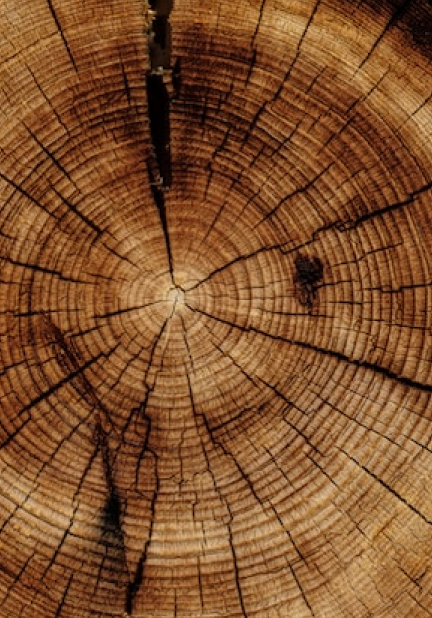 Imagen del taller - Jugando con los árboles